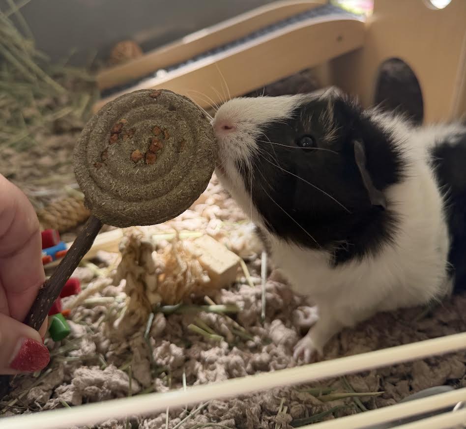 Pig