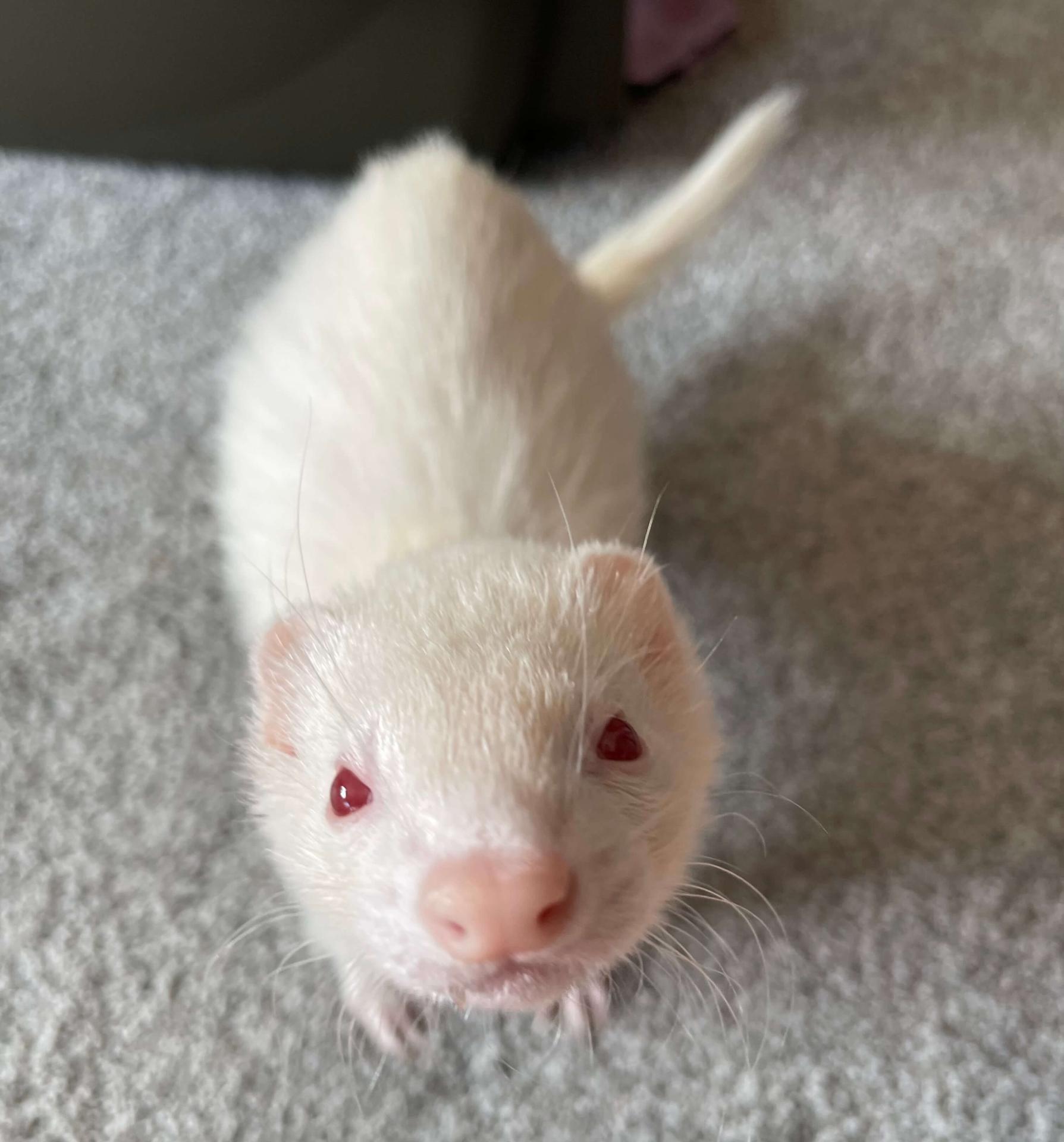 ferret
