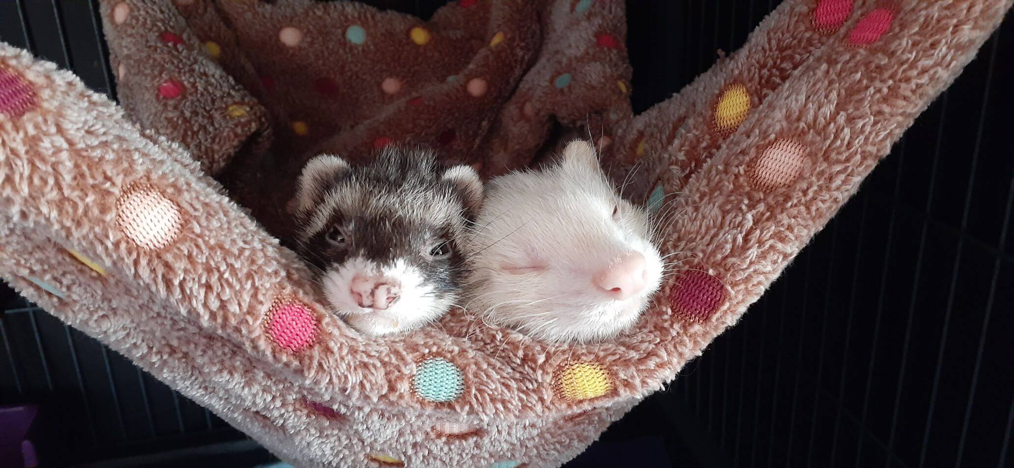 2 ferrets