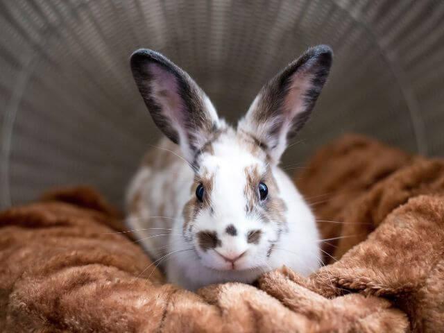 Rabbit Care